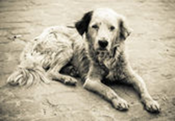 angel lost dog